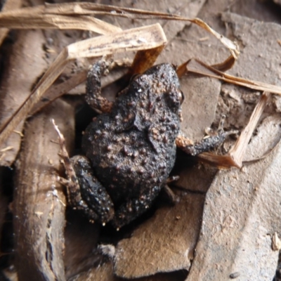 Crinia signifera (Common Eastern Froglet) at Mount Ainslie - 7 Jul 2019 by Christine
