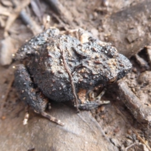 Crinia signifera at Majura, ACT - 7 Jul 2019 12:12 PM