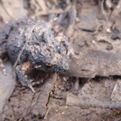 Crinia signifera at Majura, ACT - 7 Jul 2019 12:12 PM