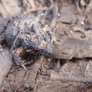 Crinia signifera at Majura, ACT - 7 Jul 2019 12:12 PM