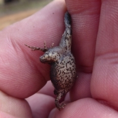 Crinia signifera at Majura, ACT - 7 Jul 2019