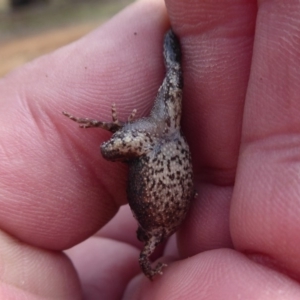 Crinia signifera at Majura, ACT - 7 Jul 2019 12:12 PM