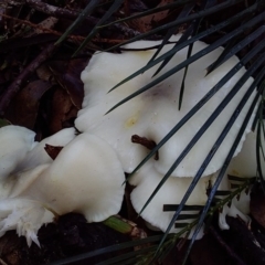 Omphalotus nidiformis (Ghost Fungus) at Bawley Point, NSW - 7 Jul 2019 by GLemann
