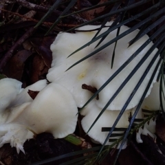 Omphalotus nidiformis (Ghost Fungus) at Bawley Point, NSW - 7 Jul 2019 by GLemann