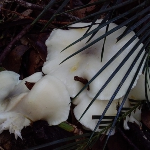 Omphalotus nidiformis at Bawley Point, NSW - 7 Jul 2019 10:36 AM