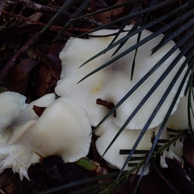 Omphalotus nidiformis (Ghost Fungus) at Meroo National Park - 7 Jul 2019 by GLemann