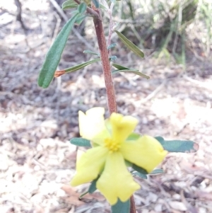 Hibbertia linearis at Bawley Point, NSW - 7 Jul 2019