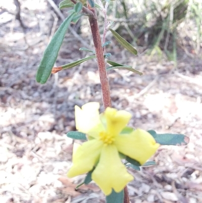 Hibbertia linearis at Meroo National Park - 7 Jul 2019 by GLemann