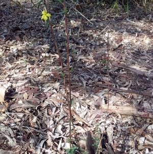 Hibbertia linearis at Bawley Point, NSW - 7 Jul 2019 11:06 AM