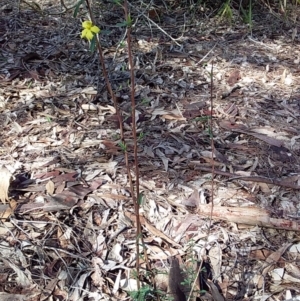 Hibbertia linearis at Bawley Point, NSW - 7 Jul 2019