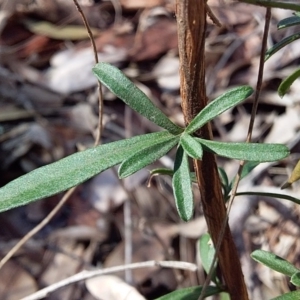 Hibbertia linearis at Bawley Point, NSW - 7 Jul 2019 11:06 AM