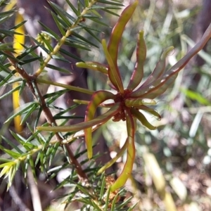 Acacia ulicifolia at Bawley Point, NSW - 7 Jul 2019