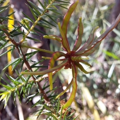 Acacia ulicifolia (Prickly Moses) at Meroo National Park - 7 Jul 2019 by GLemann