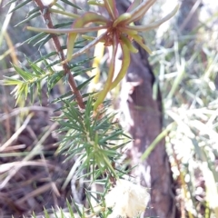 Acacia ulicifolia at Bawley Point, NSW - 7 Jul 2019