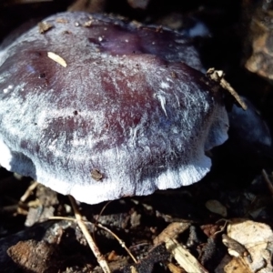 Cortinarius sp. at Bawley Point, NSW - 7 Jul 2019 12:01 PM