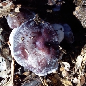 Cortinarius sp. at Bawley Point, NSW - 7 Jul 2019 12:01 PM