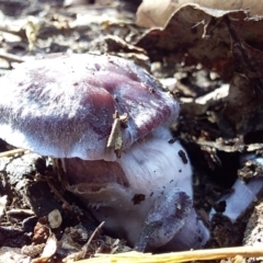 Cortinarius sp. at Bawley Point, NSW - 7 Jul 2019 12:01 PM