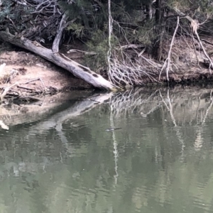 Ornithorhynchus anatinus at Kambah, ACT - 7 Jul 2019
