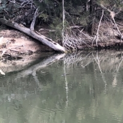 Ornithorhynchus anatinus (Platypus) at Kambah Pool - 7 Jul 2019 by Mcdo154