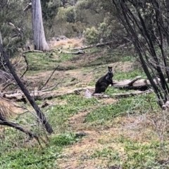 Wallabia bicolor (Swamp Wallaby) at Paddys River, ACT - 7 Jul 2019 by Mcdo154