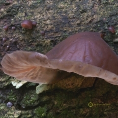 Auricularia auricula-judae (Jews ear) at South Wolumla, NSW - 7 Jul 2019 by John C