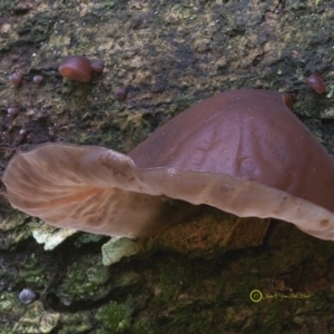 Auricularia auricula-judae at South Wolumla, NSW - 7 Jul 2019