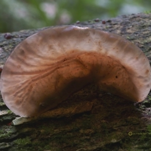 Auricularia auricula-judae at South Wolumla, NSW - 7 Jul 2019