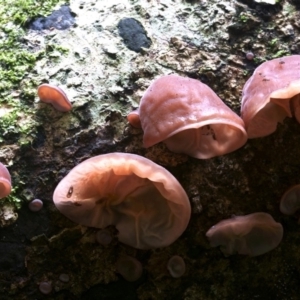 Auricularia auricula-judae at South Wolumla, NSW - 7 Jul 2019