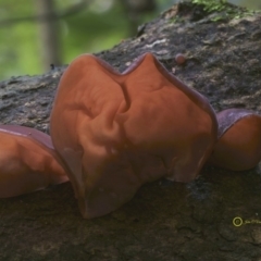 Auricularia auricula-judae at South Wolumla, NSW - 7 Jul 2019