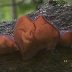 Auricularia auricula-judae at South Wolumla, NSW - 7 Jul 2019