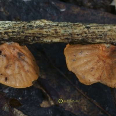 Anthracophyllum archeri (Orange fan) at Goodenia Rainforest Walk - 7 Jul 2019 by JohnC2