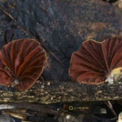 Anthracophyllum archeri at Goodenia Rainforest Walk - 7 Jul 2019