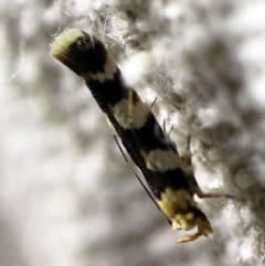 Limnaecia camptosema (Cosmopterigid) at O'Connor, ACT - 16 Mar 2018 by ibaird