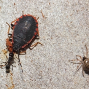 Diemenia rubromarginata at Acton, ACT - 7 Jul 2019 12:35 PM