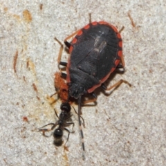 Diemenia rubromarginata at Acton, ACT - 7 Jul 2019 12:35 PM