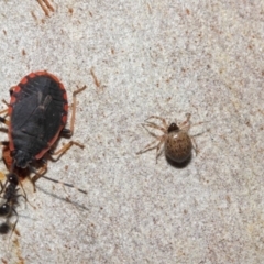 Diemenia rubromarginata at Acton, ACT - 7 Jul 2019 12:35 PM