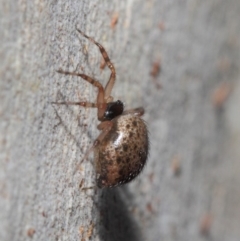 Euryopis sp. (genus) (An ant eating spider) at ANBG - 7 Jul 2019 by TimL