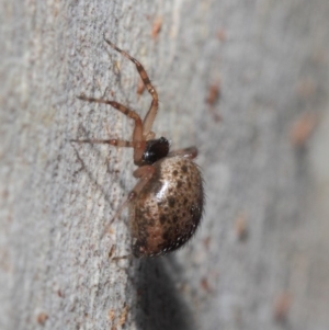 Euryopis sp. (genus) at Acton, ACT - 7 Jul 2019