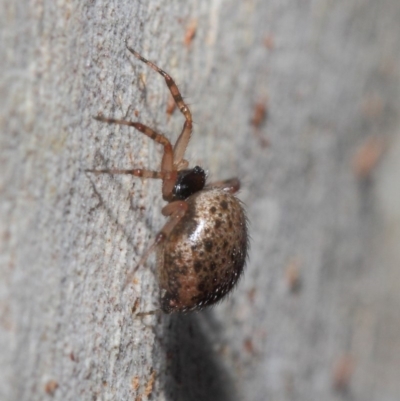Euryopis sp. (genus) (An ant eating spider) at Acton, ACT - 7 Jul 2019 by TimL