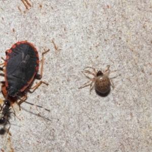 Euryopis sp. (genus) at Acton, ACT - 7 Jul 2019 12:36 PM