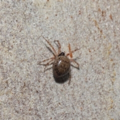 Euryopis sp. (genus) at Acton, ACT - 7 Jul 2019 12:36 PM