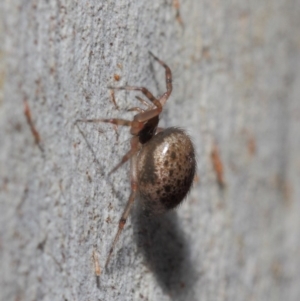 Euryopis sp. (genus) at Acton, ACT - 7 Jul 2019