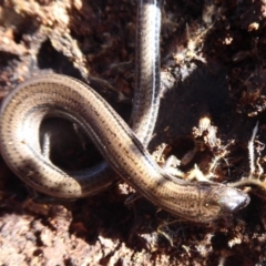 Hemiergis talbingoensis (Eastern Three-toed Earless Skink) at Majura, ACT - 7 Jul 2019 by Christine