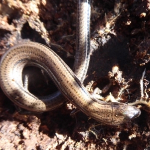 Hemiergis talbingoensis at Majura, ACT - 7 Jul 2019 12:37 PM