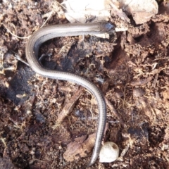 Hemiergis talbingoensis at Majura, ACT - 7 Jul 2019 12:37 PM