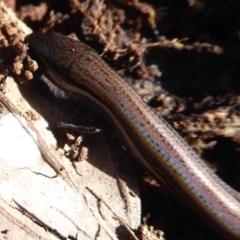 Hemiergis talbingoensis at Majura, ACT - 7 Jul 2019