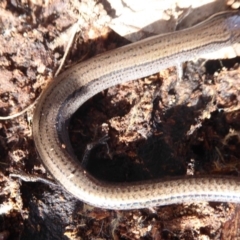 Hemiergis talbingoensis at Majura, ACT - 7 Jul 2019