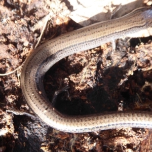 Hemiergis talbingoensis at Majura, ACT - 7 Jul 2019 12:37 PM