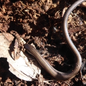 Hemiergis talbingoensis at Majura, ACT - 7 Jul 2019 12:37 PM