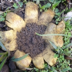 Scleroderma sp. (Scleroderma) at Mount Ainslie - 7 Jul 2019 by Christine